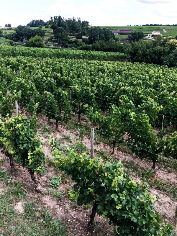 Focus sur le fameux vin de Saint-Julien